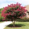 Pink Velour Crape Myrtle 10 Pink Velour Crape Myrtle -Fast Growing Trees Shop Pnk Velour Crape Myrtle FGT 600x600 b03142bb 2ee6 41eb 8c3b 61824ffc7733