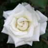 Pope John Paul II Rose Shrub -Fast Growing Trees Shop Pope John Paul Rose FGT 600x600 0c0da3d4 5c1d 47bc 9e25 5c58543e2d88