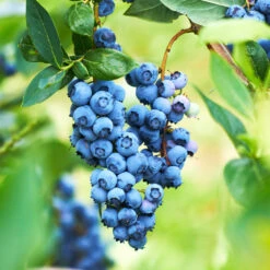 Powderblue Blueberry -Fast Growing Trees Shop Powderblue BLueberry 1