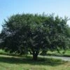 Prairie Expedition® Elm Tree -Fast Growing Trees Shop Prairie Expedition Elm FGT 600x600 c746e7fe 4ee2 4b9c ba34 fb285d23b7a7