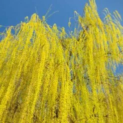 Prairie Cascade Weeping Willow 6 Prairie Cascade Weeping Willow -Fast Growing Trees Shop Prarie Cascade Willow 3 FGT
