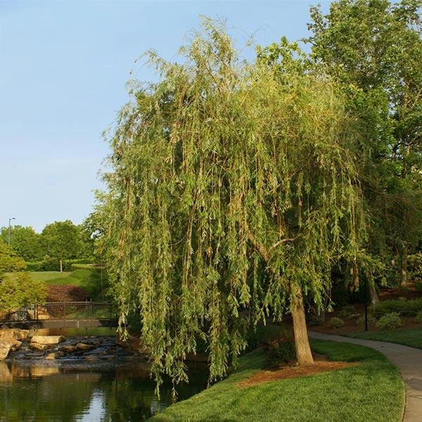 Prairie Cascade Weeping Willow 1 Prairie Cascade Weeping Willow