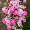 Pretty Polly® Lavender Rose -Fast Growing Trees Shop Pretty Polly Lavender FGT 600x600 fa96b552 e9c5 470d a9ad f6ad78ac1ef6