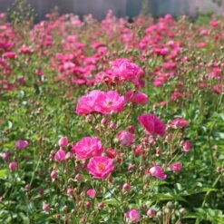 Pretty Polly® Pink Rose -Fast Growing Trees Shop Pretty Polly Pink