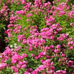 Pretty Polly® Pink Rose -Fast Growing Trees Shop Pretty Polly Pink 3 FGT