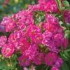 Pretty Polly® Pink Rose -Fast Growing Trees Shop Pretty Polly Pink FGT 600x600 2e87813e 8fe6 40f5 8923 a7daf0c3429b