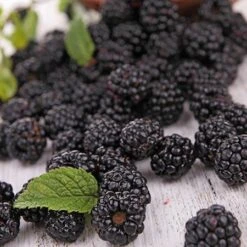 Prime Ark Freedom Blackberry -Fast Growing Trees Shop Prime Ark Freedom Blackberries 2 450w