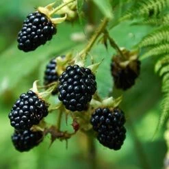 Fast Growing Trees Shop -Fast Growing Trees Shop Prime Ark Freedom Blackberry Bush 450w
