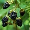 Prime Ark Freedom Blackberry - USDA Organic 11 Prime Ark Freedom Blackberry - USDA Organic -Fast Growing Trees Shop Prime Ark Freedom Blackberry bush 350w 9cbf9bb2 77d7 4a3f b9a4 c7f5fe216d50
