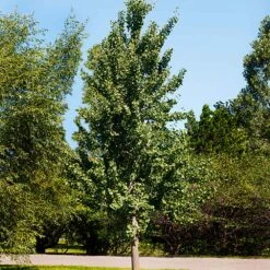 Princeton Sentry™ Columnar Ginkgo Tree -Fast Growing Trees Shop Princeton Sentry Ginkgo Tree 1