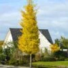 Princeton Sentry™ Columnar Ginkgo Tree -Fast Growing Trees Shop Princeton Sentry Ginkgo Tree 600x600 fc9f7916 3ff4 4782 aed0 0cca999aa227