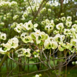 Mexican Flowering Dogwood Tree -Fast Growing Trees Shop Pringle Mexican Dogwood 1