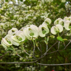 Mexican Flowering Dogwood Tree -Fast Growing Trees Shop Pringle Mexican Dogwood 2