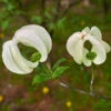Mexican Flowering Dogwood Tree -Fast Growing Trees Shop Pringle Mexican Dogwood 600x600 79a34edc 828c 408c 9d78 63e10ddfa66c