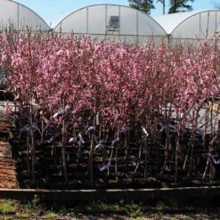 Profusion Crabapple Tree -Fast Growing Trees Shop Profussion Crabapple 1
