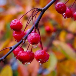 Profusion Crabapple Tree -Fast Growing Trees Shop Profussion Crabapple 6