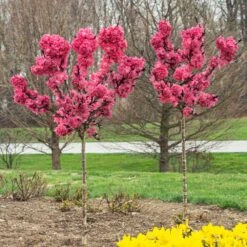Ruby Ruffle™ Patio Peach Tree -Fast Growing Trees Shop Prunus RubyRuffles 1
