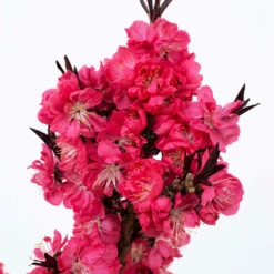 Ruby Ruffle™ Patio Peach Tree -Fast Growing Trees Shop Prunus RubyRuffles 2