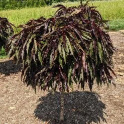 Ruby Ruffle™ Patio Peach Tree -Fast Growing Trees Shop Prunus RubyRuffles 3