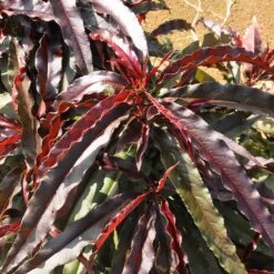 Ruby Ruffle™ Patio Peach Tree -Fast Growing Trees Shop Prunus RubyRuffles 6