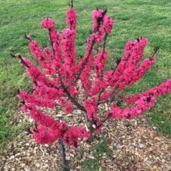 Ruby Ruffle™ Patio Peach Tree -Fast Growing Trees Shop Prunus RubyRuffles 7