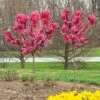 Ruby Ruffle™ Patio Peach Tree -Fast Growing Trees Shop Prunus RubyRuffles FGT 600x600 1744e450 9ff5 4e97 b1f2 8420542c2512