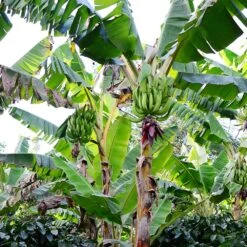 Puerto Rican Plantain Banana Tree -Fast Growing Trees Shop Puerto Rican Plantain Banana Tree 10