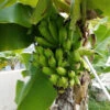 Puerto Rican Plantain Banana Tree -Fast Growing Trees Shop Puerto Rican Plantain Banana Tree 600x600 ddb0a822 8a0f 4f43 b9b1 2cbae1c185de