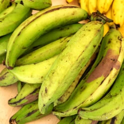 Puerto Rican Plantain Banana Tree -Fast Growing Trees Shop Puerto Rican Plantain Banana Tree 7