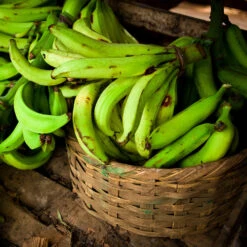 Puerto Rican Plantain Banana Tree -Fast Growing Trees Shop Puerto Rican Plantain Banana Tree 9