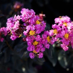 Black Diamond® Crape Myrtle - Purely Purple™ -Fast Growing Trees Shop Purely Purple 1