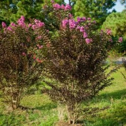 Black Diamond® Crape Myrtle - Purely Purple™ -Fast Growing Trees Shop Purely Purple 3