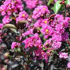 Black Diamond® Crape Myrtle - Purely Purple™ -Fast Growing Trees Shop Purely Purple 4