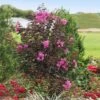 Black Diamond® Crape Myrtle - Purely Purple™ -Fast Growing Trees Shop Purely Purple 600x600 f4511df5 e7fb 4130 8f9c 95337f568af6
