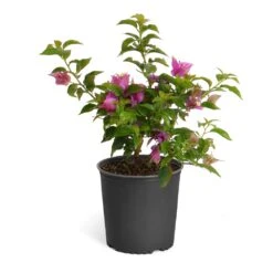 New River Purple Bougainvillea -Fast Growing Trees Shop Purple Bougainvillea 6inch