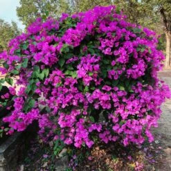 New River Purple Bougainvillea -Fast Growing Trees Shop Purple Bougainvillea New River 11