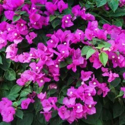 New River Purple Bougainvillea -Fast Growing Trees Shop Purple Bougainvillea New River 12 FGT