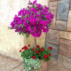 New River Purple Bougainvillea -Fast Growing Trees Shop Purple Bougainvillea New River 1 FGT