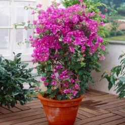 New River Purple Bougainvillea -Fast Growing Trees Shop Purple Bougainvillea New River 2