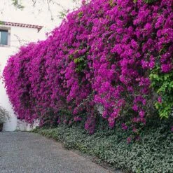 New River Purple Bougainvillea -Fast Growing Trees Shop Purple Bougainvillea New River 7 FGT