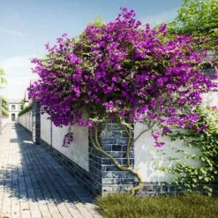 New River Purple Bougainvillea -Fast Growing Trees Shop Purple Bougainvillea New River 9