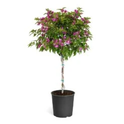 New River Purple Bougainvillea -Fast Growing Trees Shop Purple Bougainvillea Tree