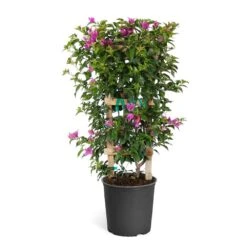 New River Purple Bougainvillea -Fast Growing Trees Shop Purple Bougainvillea Trelis