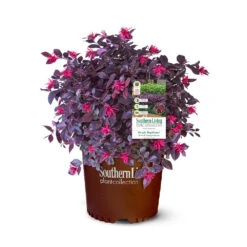 Purple Daydream® Dwarf Loropetalum -Fast Growing Trees Shop Purple Daydream Loropetalum 2