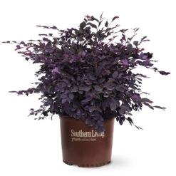 Purple Diamond® Semi-Dwarf Loropetalum -Fast Growing Trees Shop Purple Diamond loropetalum 6
