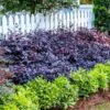Purple Diamond® Semi-Dwarf Loropetalum 13 Purple Diamond® Semi-Dwarf Loropetalum -Fast Growing Trees Shop Purple Diamond loropetalum 600x600 1be3645b 5366 4d1f 9a42 e97a722e7329
