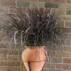 Purple Fountain Grass -Fast Growing Trees Shop Purple Fountain Grass 1