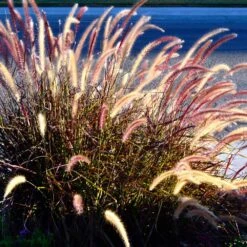 Purple Fountain Grass -Fast Growing Trees Shop Purple Fountain Grass 2
