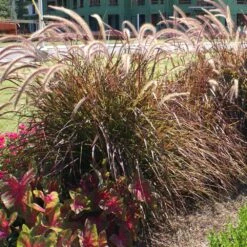 Purple Fountain Grass -Fast Growing Trees Shop Purple Fountain Grass 4 FGT