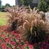 Purple Fountain Grass -Fast Growing Trees Shop Purple Fountain Grass FGT 600x600jpg